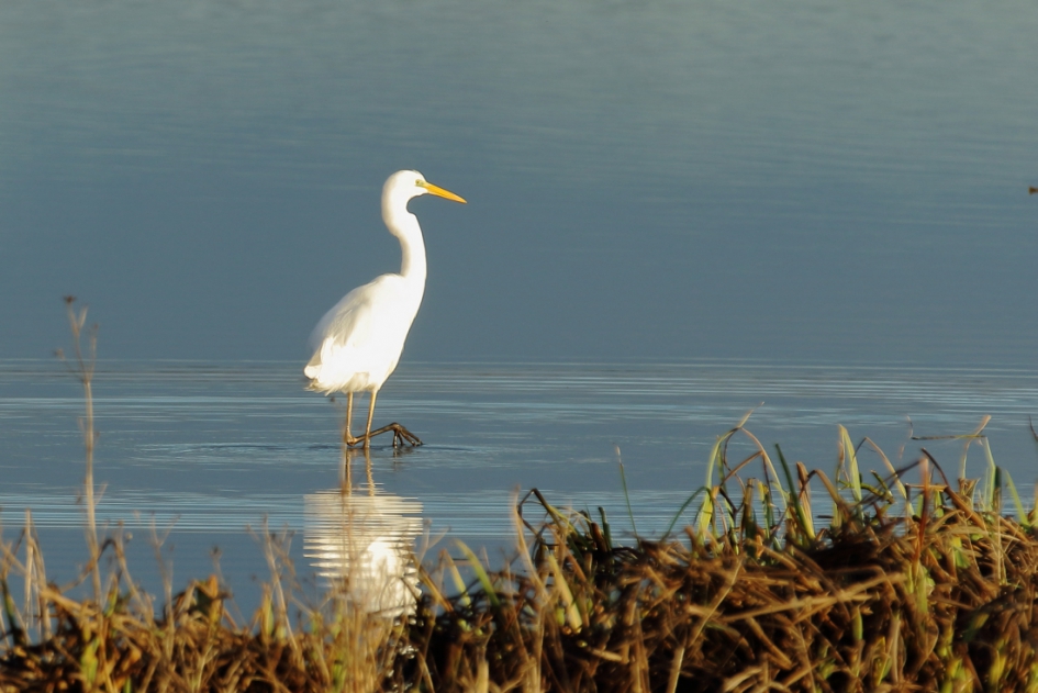 grote zilverreiger - Vogels - grote zilverreiger