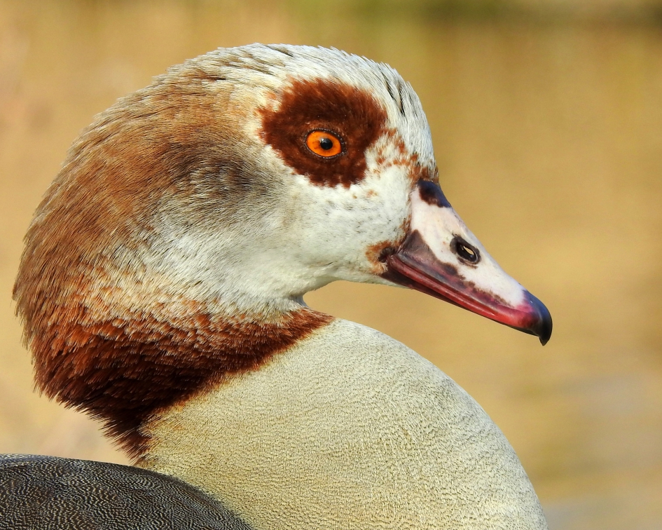 Halfgans - Vogels - Nijlgans