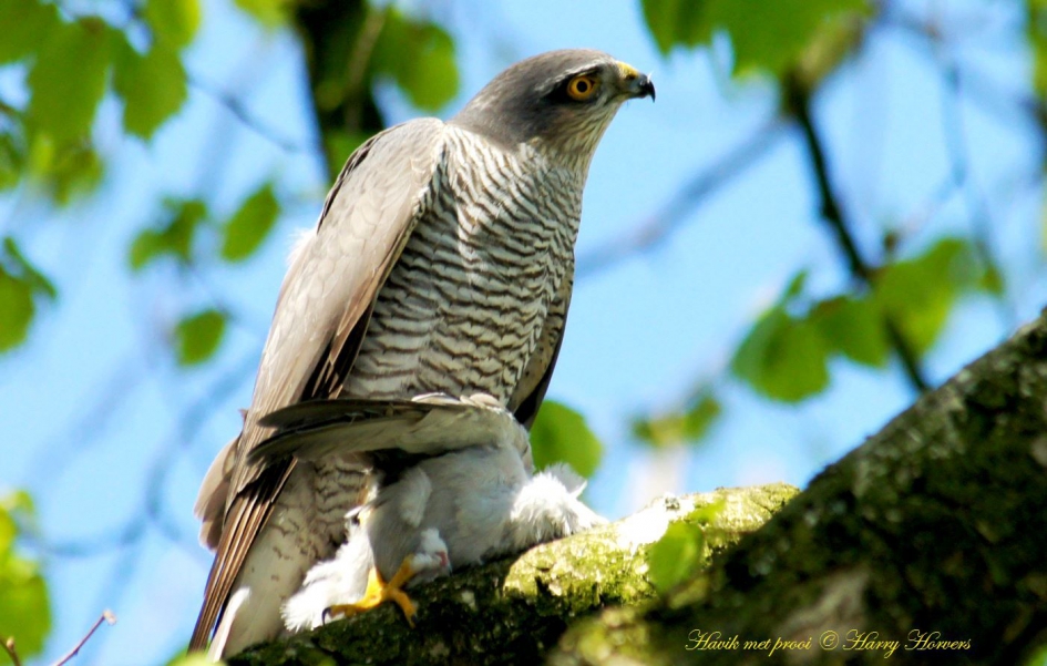 Havik met prooi - Vogels - Havik