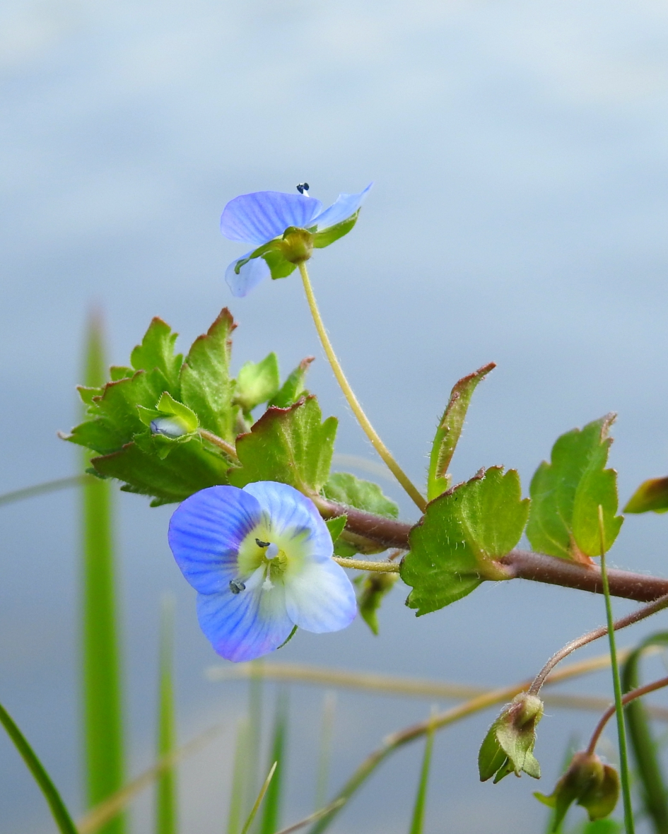 Hemelsblauw - Planten - Grote ereprijs