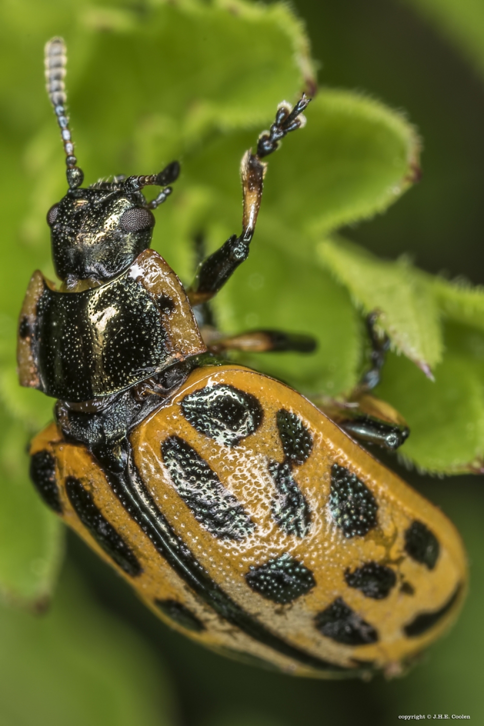 Het gevlekt wilgenhaantje 1 - Geleedpotigen - Het gevlekt wilgenhaantje of twintigstippelig wilgenhaantje