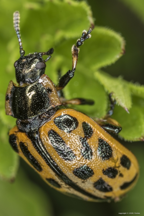 Het gevlekt wilgenhaantje 1