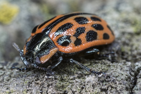 Het gevlekt wilgenhaantje 2