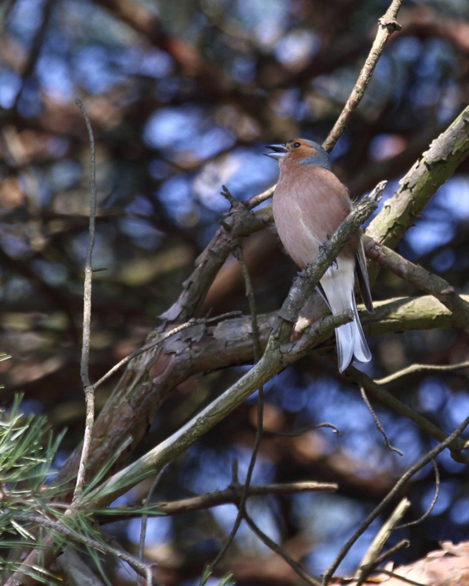 het hoogste lied - Vogels - vink