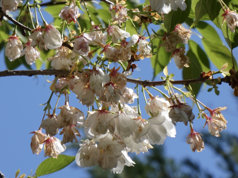 Het is gedaan met de bloesem - Planten - 