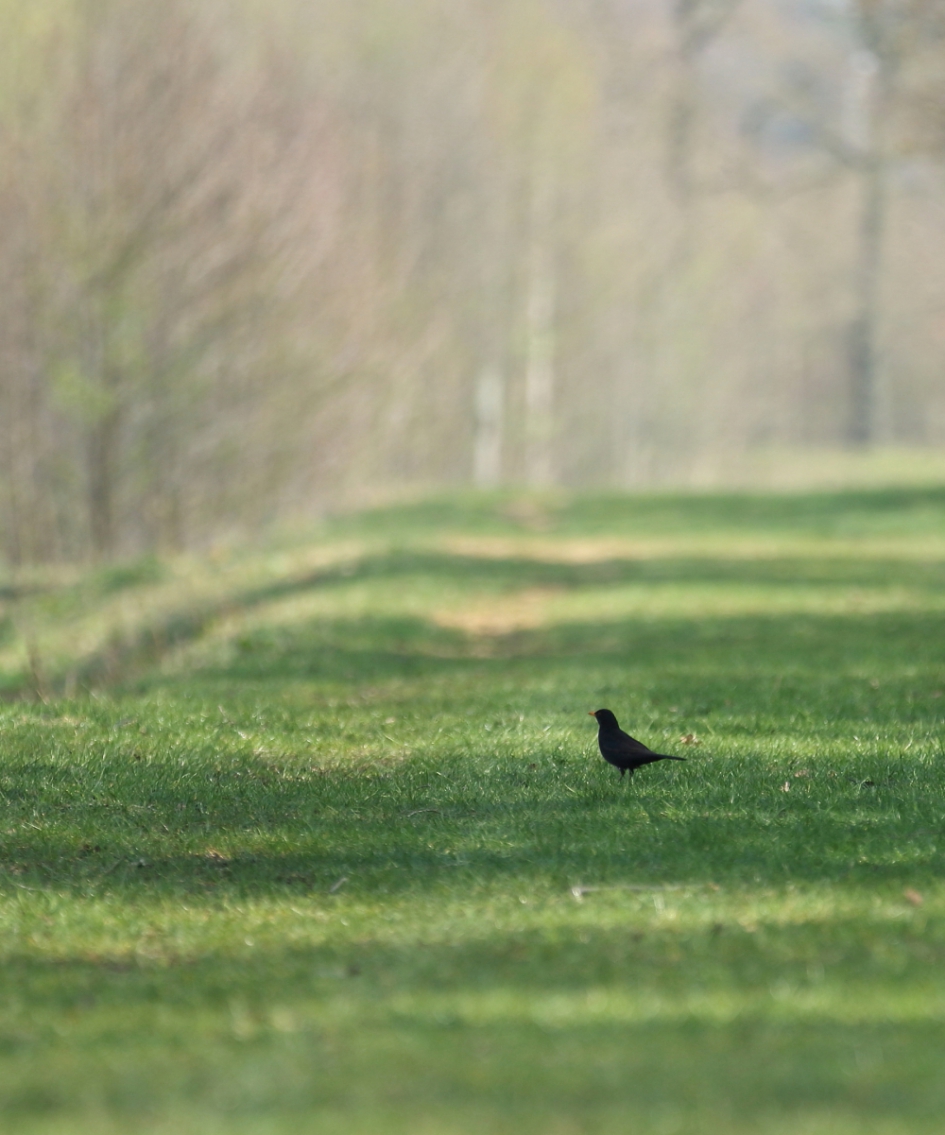 het rijk alleen - Vogels - merel -m-