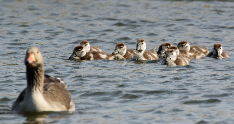 Ho jongens, dit is onze moeder niet..... - Vogels - 