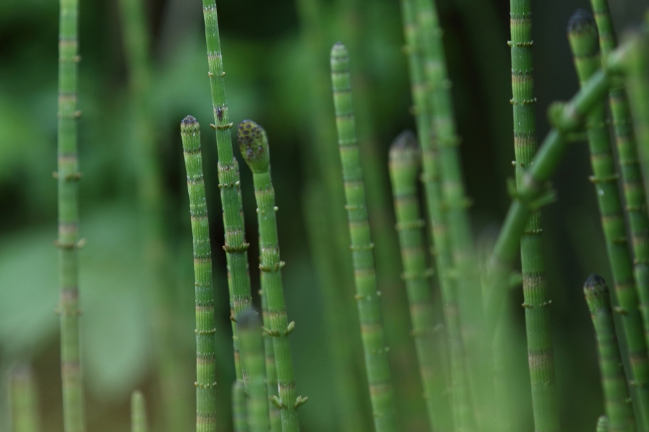 holpijp - Planten - holpijp