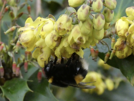 Hommel op de Mahonia