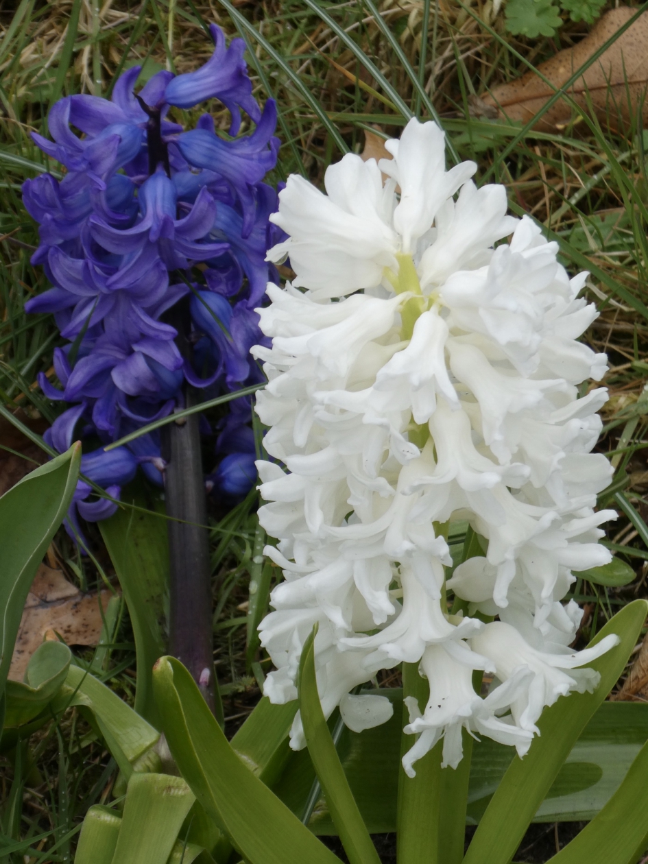 Hyacinten - Planten - 