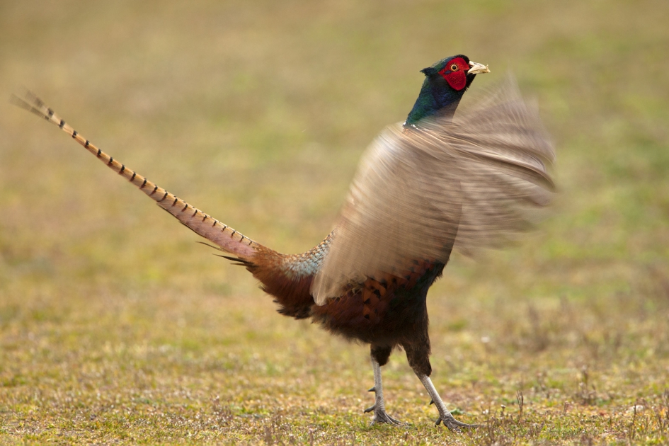 Ik ben hierrr ... ! - Vogels - Fazant