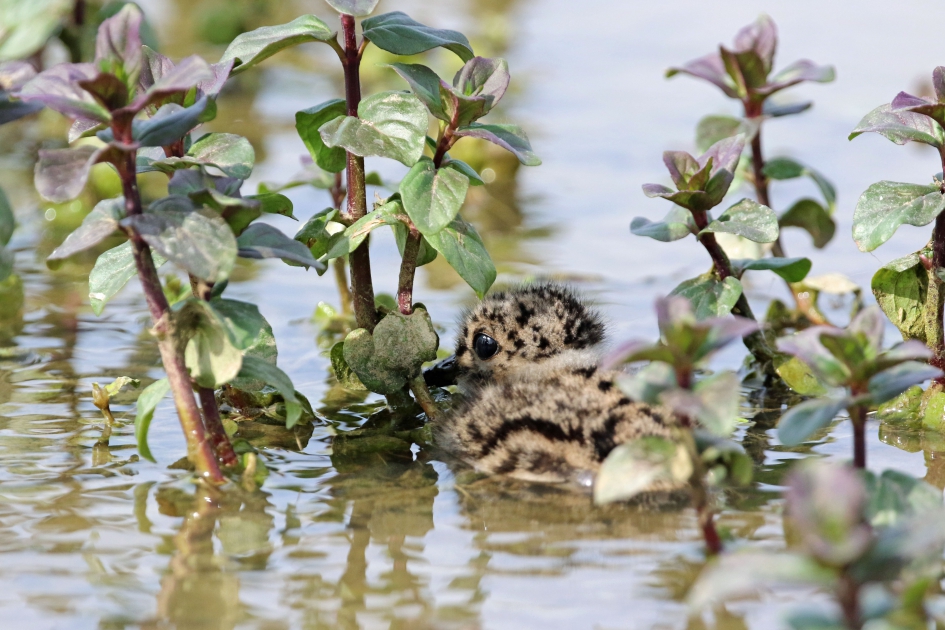 Ik hou me gedeisd Ma ! - Vogels - Kievietskuiken