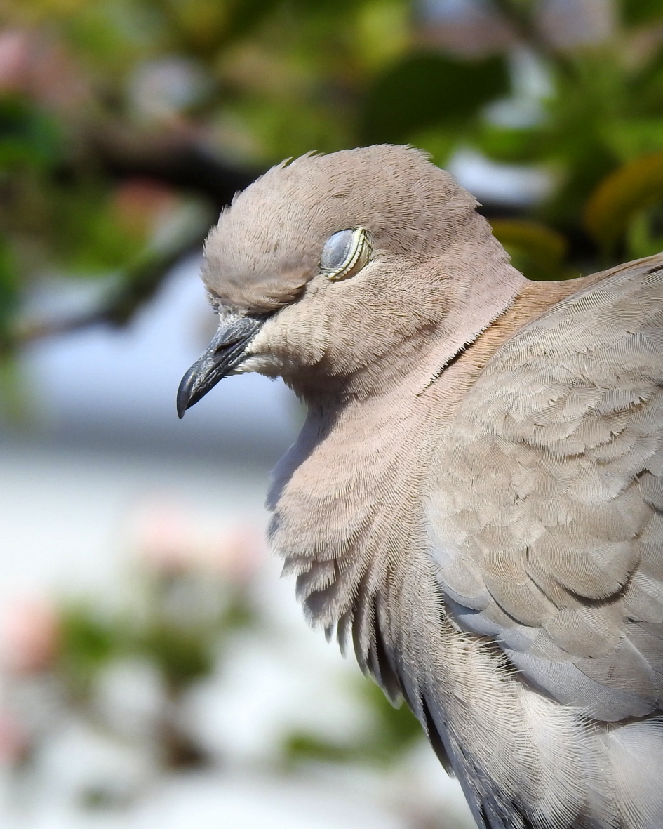 Ik start rustig op vandaag - Vogels - Turkse tortel