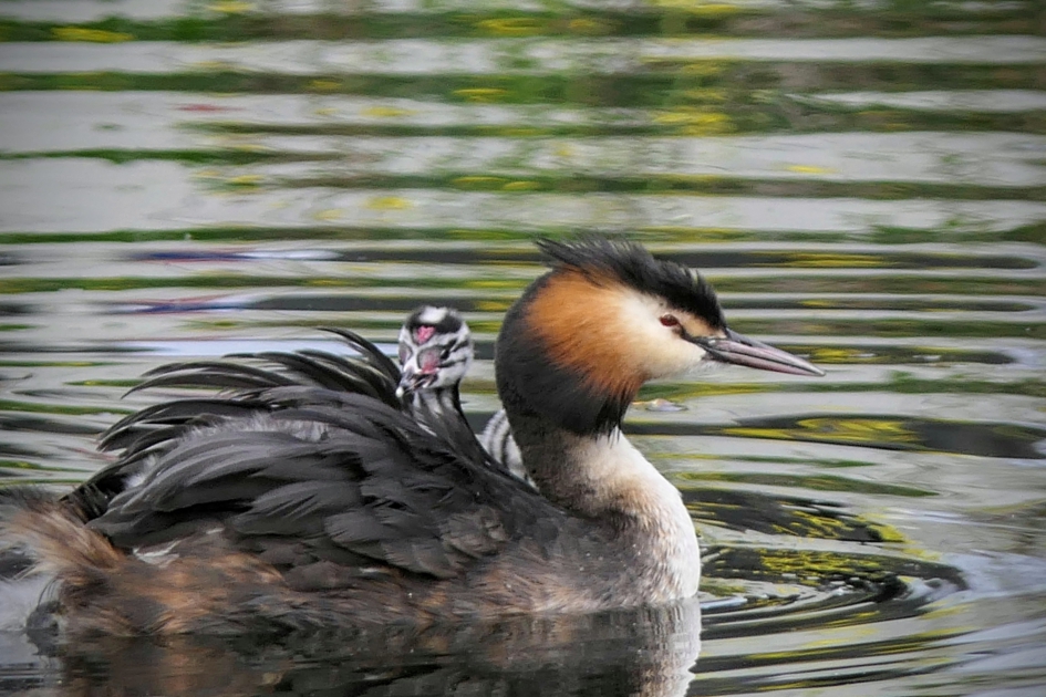 Ik zit op de eerste rij. - Vogels - Fuut
