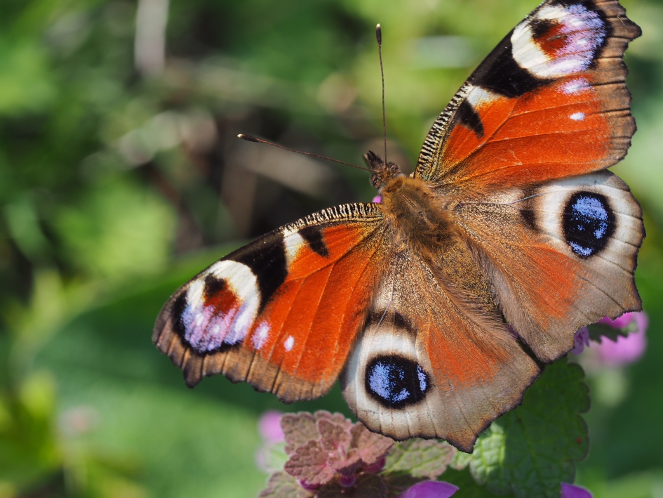 In al zijn pracht - Geleedpotigen - Dagpauwoog