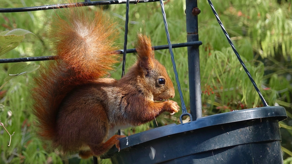 In balans - Zoogdieren - Eekhoorn