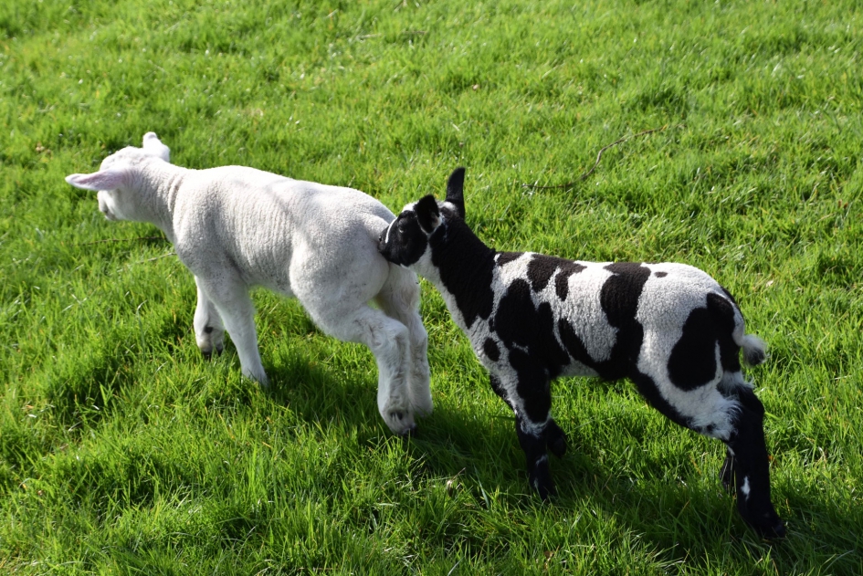 In de rij... - Zoogdieren - 