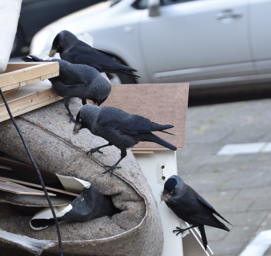 In de straat een container met .... - Vogels - 