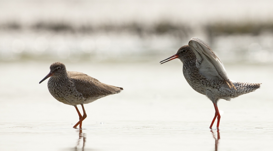 In the mood ... - Vogels - Tureluur