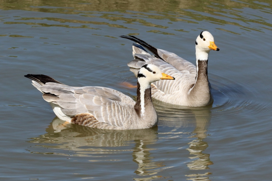 Indische ganzen - Vogels - 