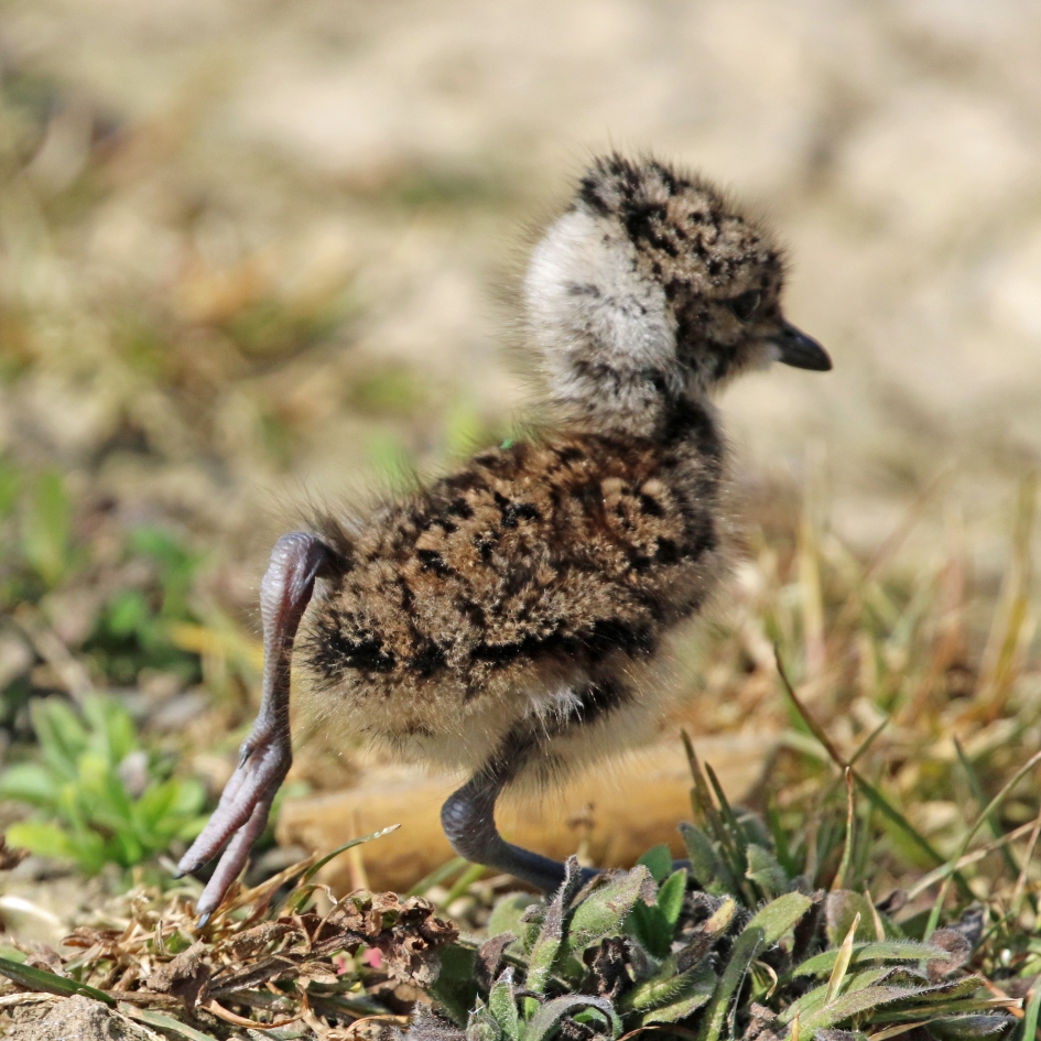 Ja, lach maar, - Vogels - 