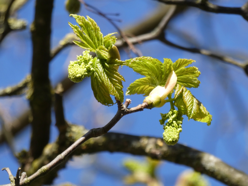 Jong blad - Planten - 