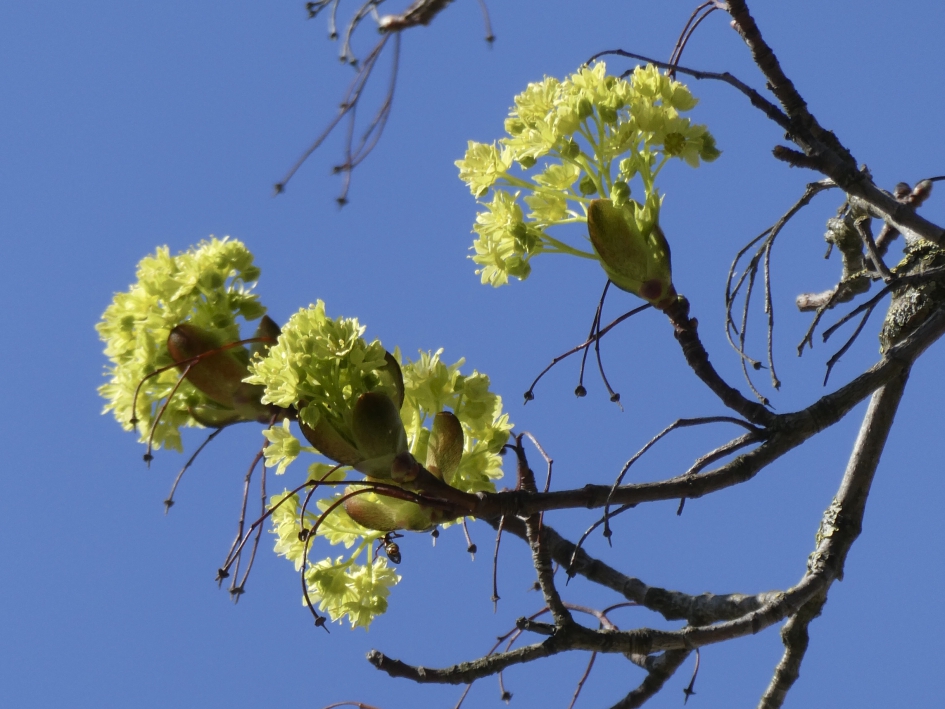 Jong blad - Planten - 