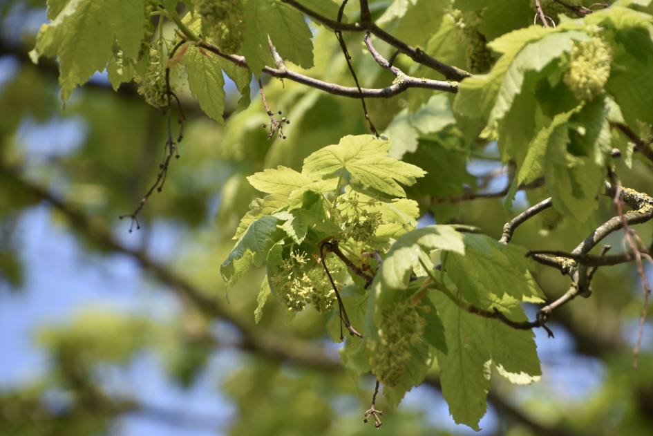 Jong blad van de esdoorn... - Planten - 