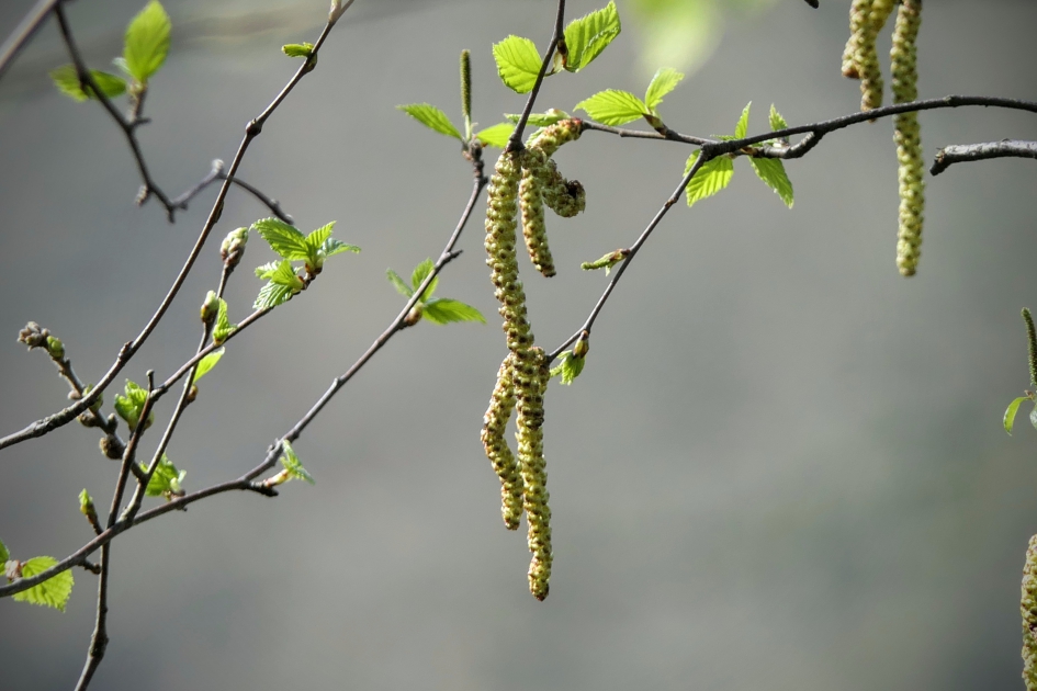 Katjes - Planten - Katjes