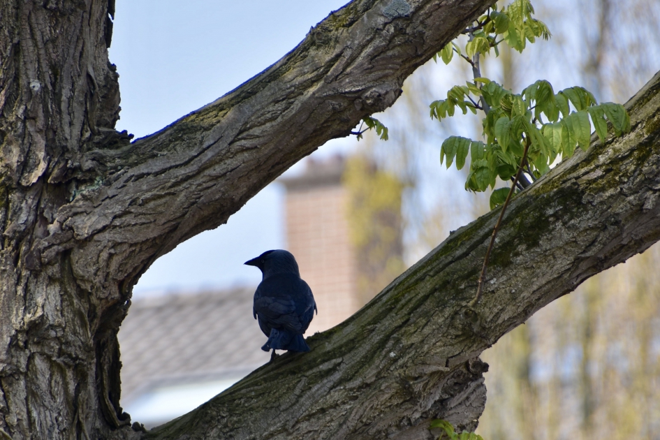 Kauw op de uitkijk - Vogels - 