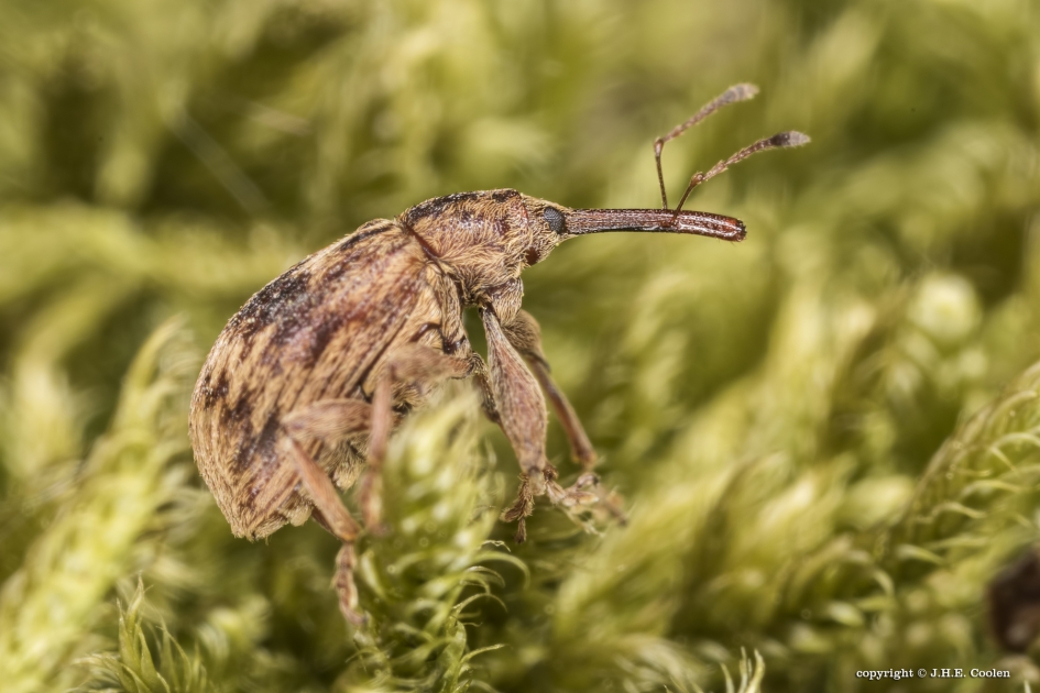 Kersenpitkever - Geleedpotigen - Kersenpitkever