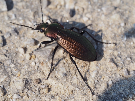 Kettingschallebijter