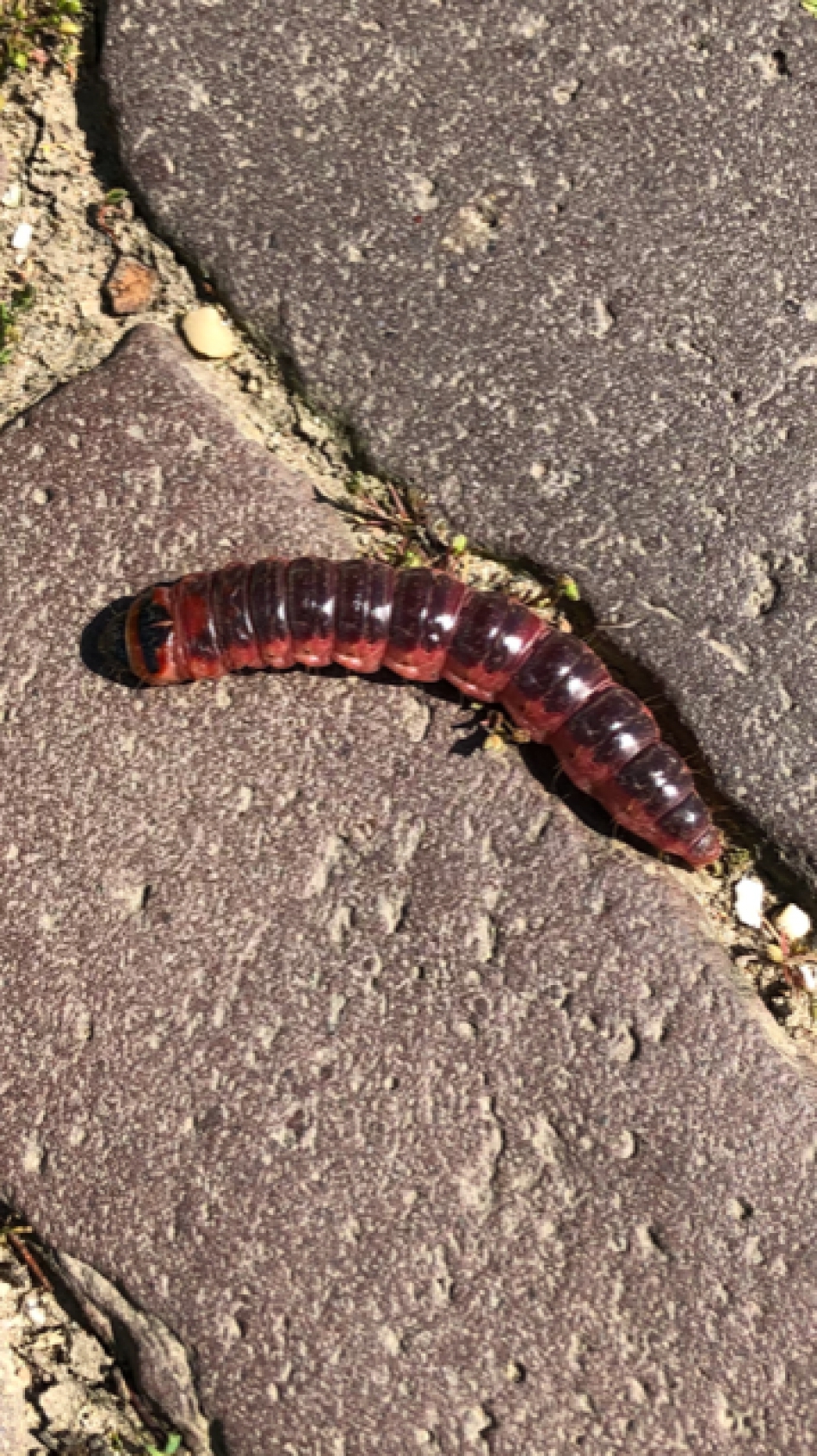 Keverlarve? - Geleedpotigen - 