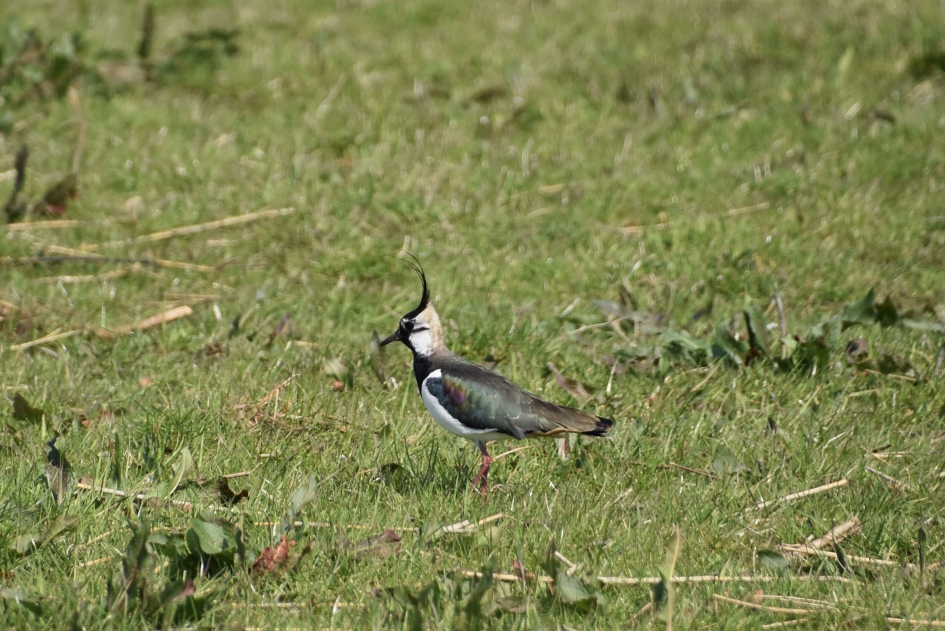 Kieviet - Vogels - 