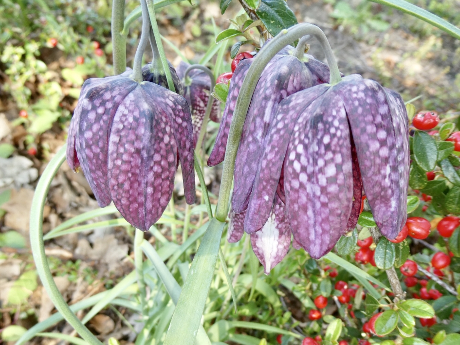 Kievietsbloemen - Planten - 