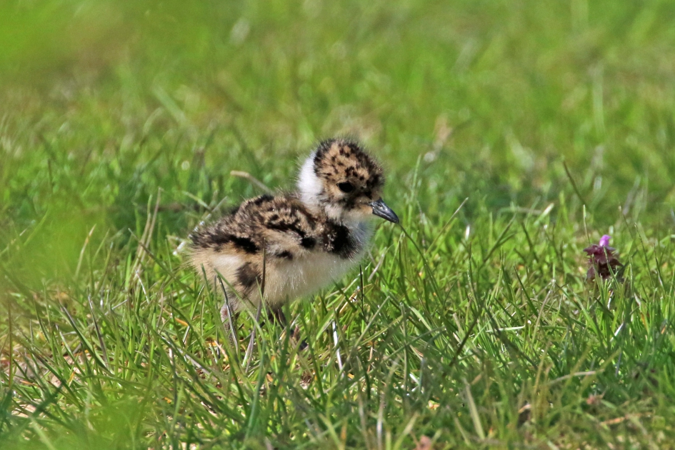 Kievitskuiken - Vogels - 