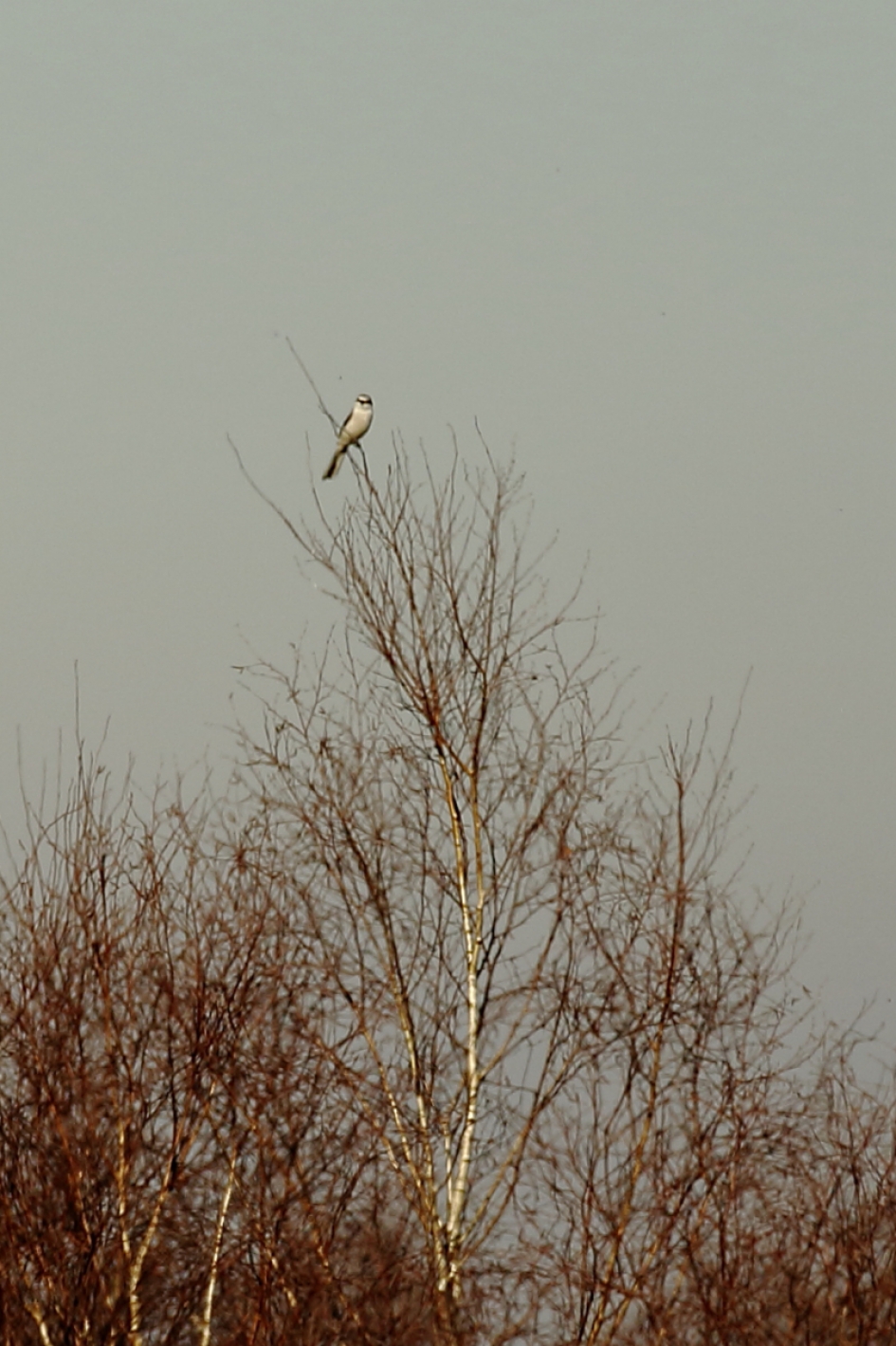 klapekster - Vogels - klapekster