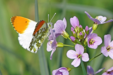 Klassiek voorjaarsplaatje