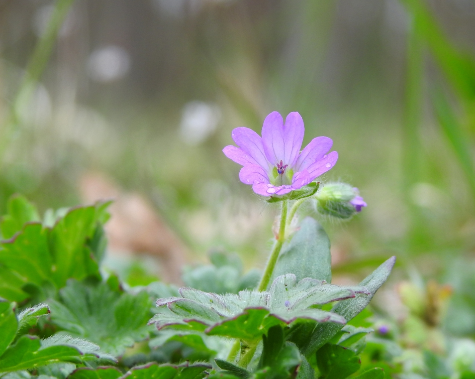 Klein maar fijn - Planten - Zachte ooievaarsbek