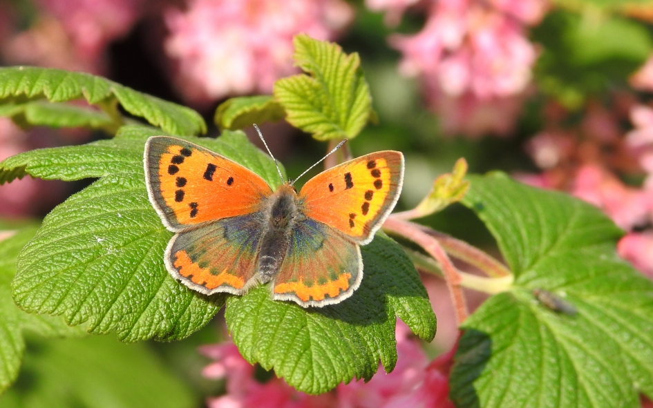 Klein maar vurig - Geleedpotigen - Kleine vuurvlinder