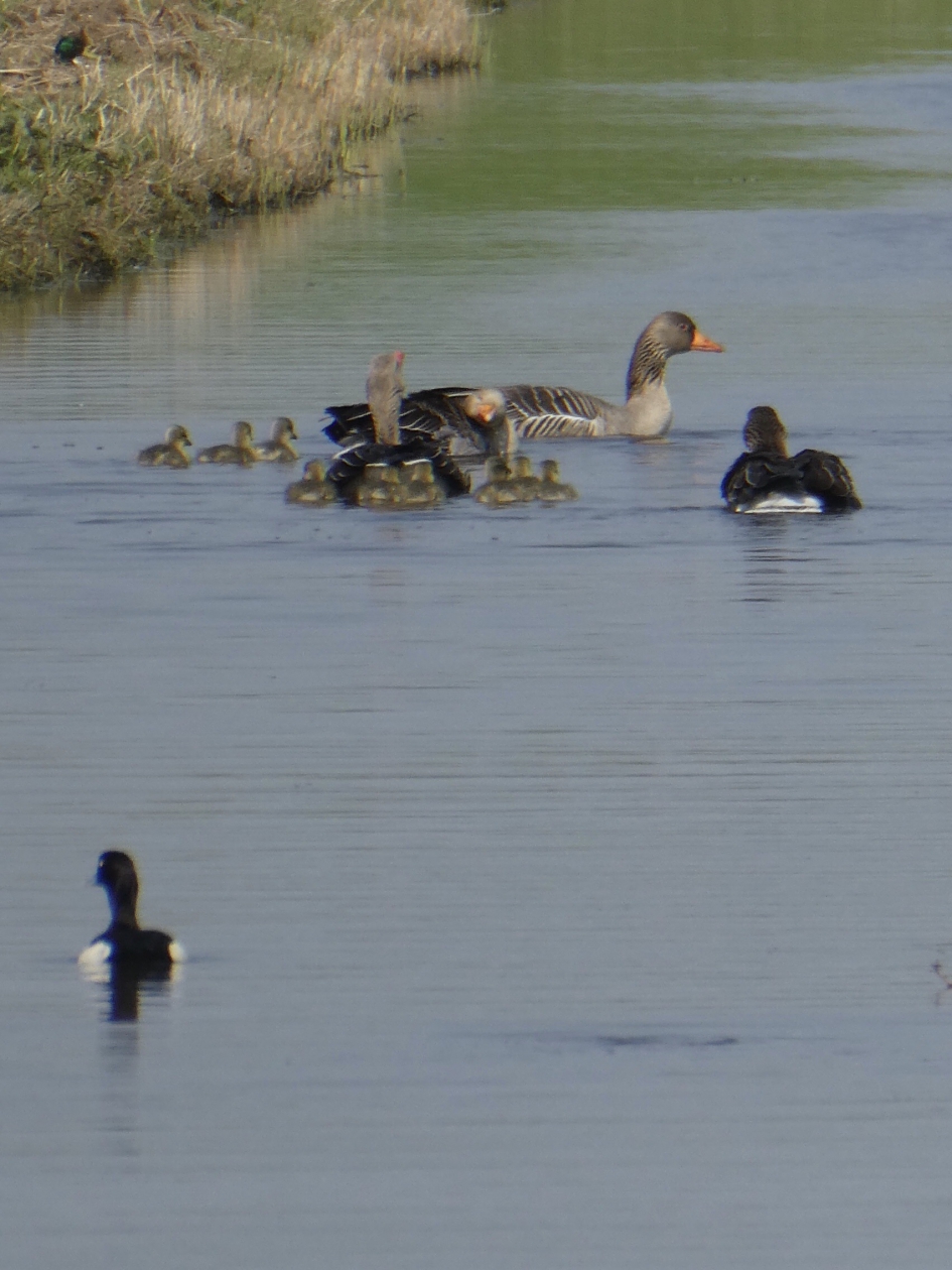 Kleine gansjes - Vogels - 