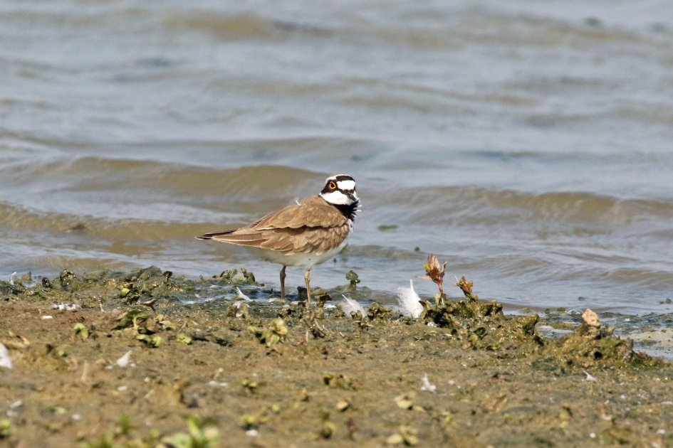 Kleine plevier - Vogels - 