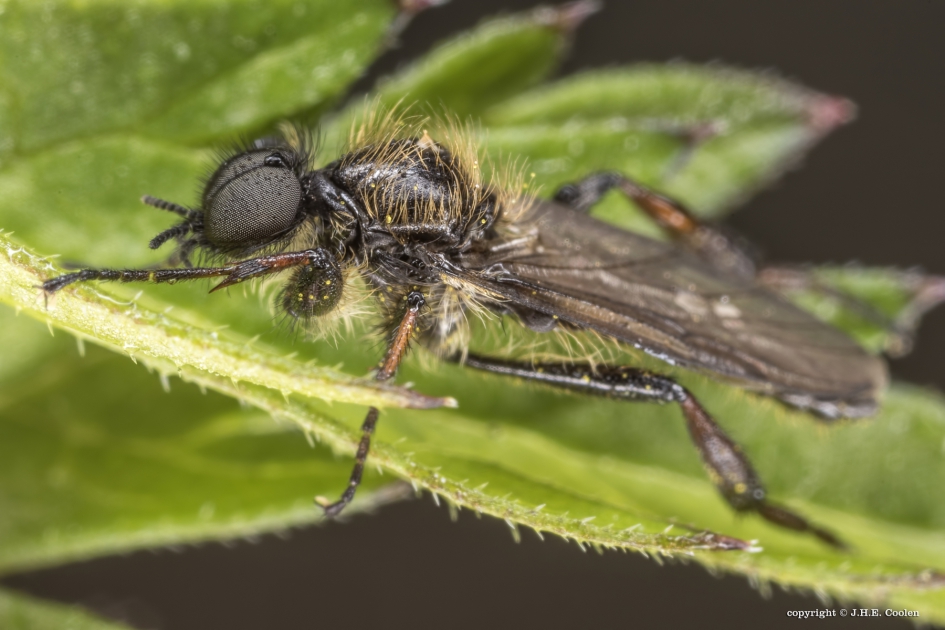 Kleine rouwvlieg (Bibio lanigerus) - Geleedpotigen - Kleine rouwvlieg