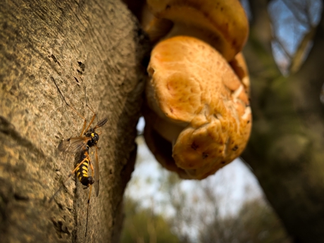 Kleur en leven op de boomstam