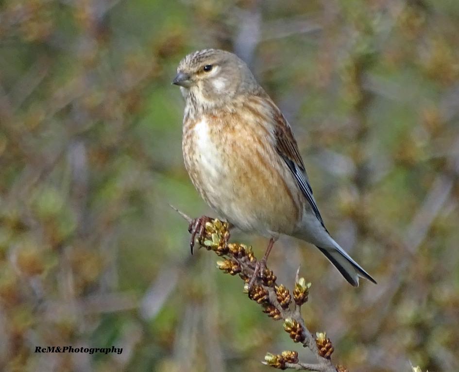 Kneu. - Vogels - Kneu.