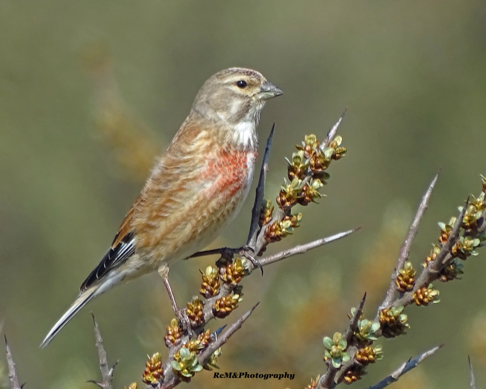 Kneu. - Vogels - Kneu.