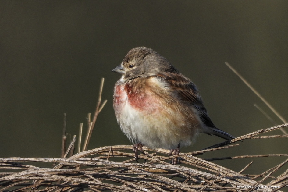 Kneu (Capreolus capreolus) - Vogels - Kneu