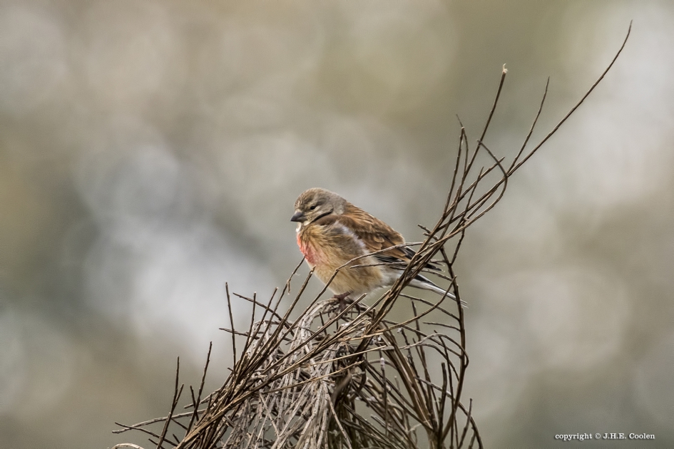 Kneu (Linaria cannabina) - Vogels - Kneu