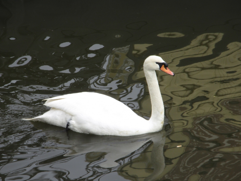 Knobbelzwaan - Vogels - Knobbelzwaan