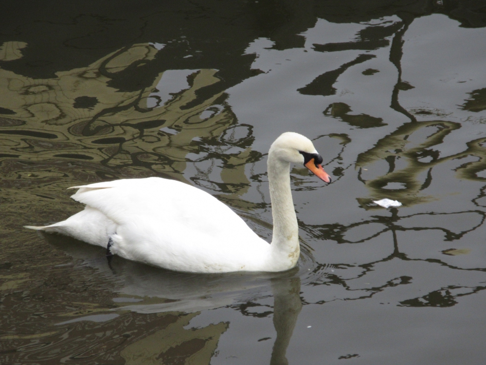 Knobbelzwaan - Vogels - Knobbelzwaan
